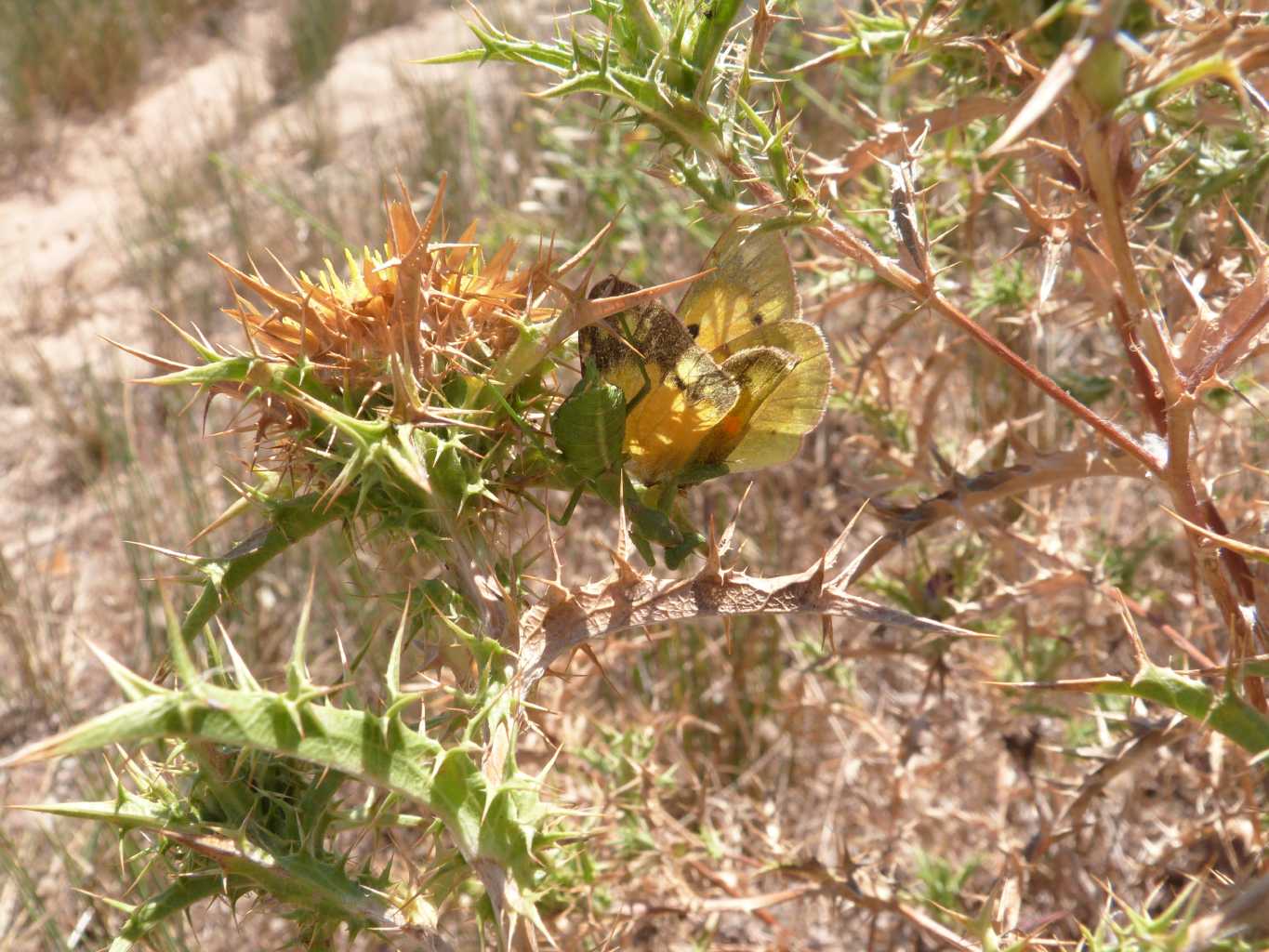 Predatori di farfalle